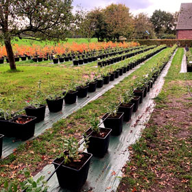 Der Heidelbeer - Heidelbeeren vom Niederrhein