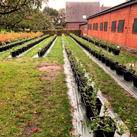 Der Heidelbeer - Heidelbeeren vom Niederrhein