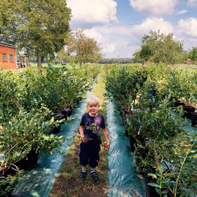 Der Heidelbeer - Heidelbeeren vom Niederrhein