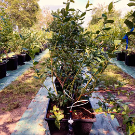 Der Heidelbeer - Heidelbeeren vom Niederrhein