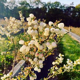 Der Heidelbeer - Heidelbeeren vom Niederrhein