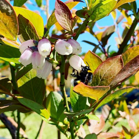 Der Heidelbeer - Heidelbeeren vom Niederrhein