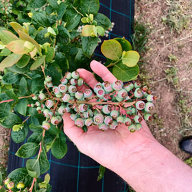 Der Heidelbeer - Heidelbeeren vom Niederrhein
