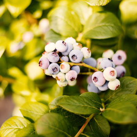 Der Heidelbeer - Heidelbeeren vom Niederrhein