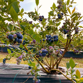 Der Heidelbeer - Heidelbeeren vom Niederrhein