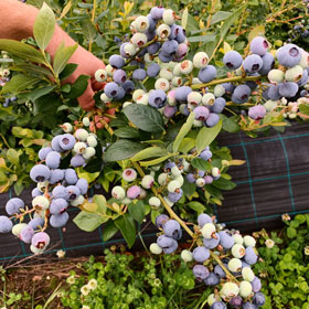 Der Heidelbeer - Heidelbeeren vom Niederrhein