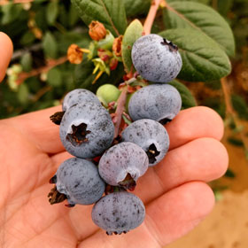 Der Heidelbeer - Heidelbeeren vom Niederrhein