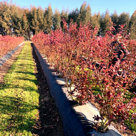 Der Heidelbeer - Heidelbeeren vom Niederrhein