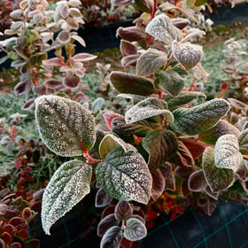 Der Heidelbeer - Heidelbeeren vom Niederrhein