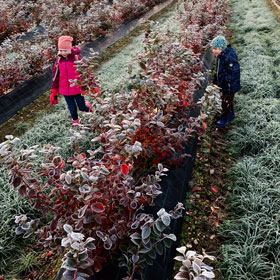 Der Heidelbeer - Heidelbeeren vom Niederrhein