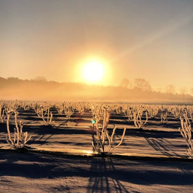 Der Heidelbeer - Heidelbeeren vom Niederrhein